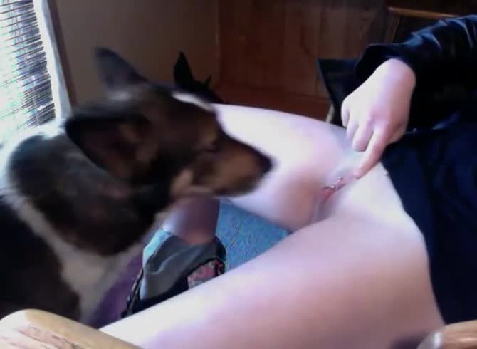 Video :Dog xxx licking and smooching the pussy of woman